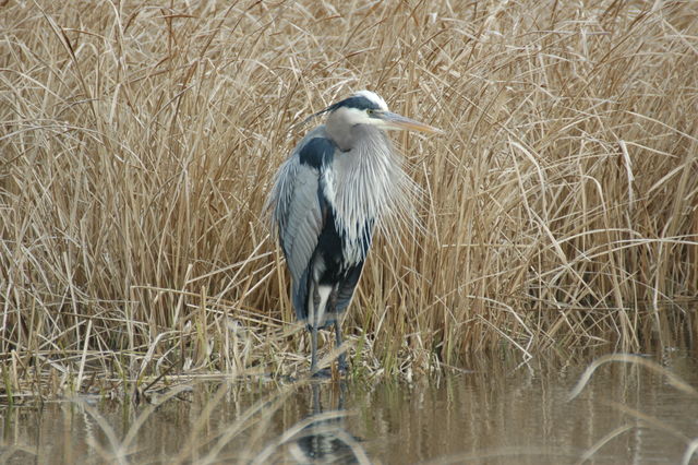 Great Blue Heron