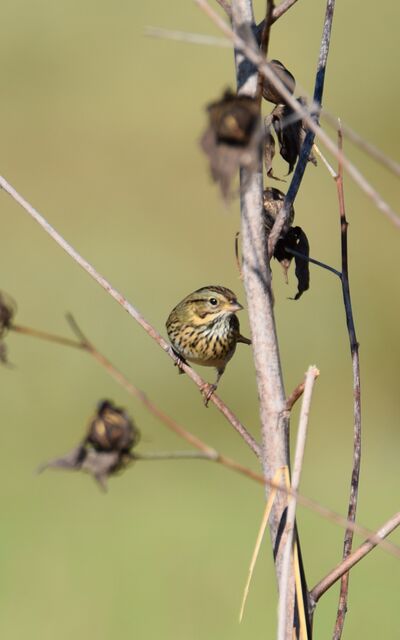 Lincoln's Sparrow