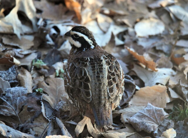 Northern Bobwhite