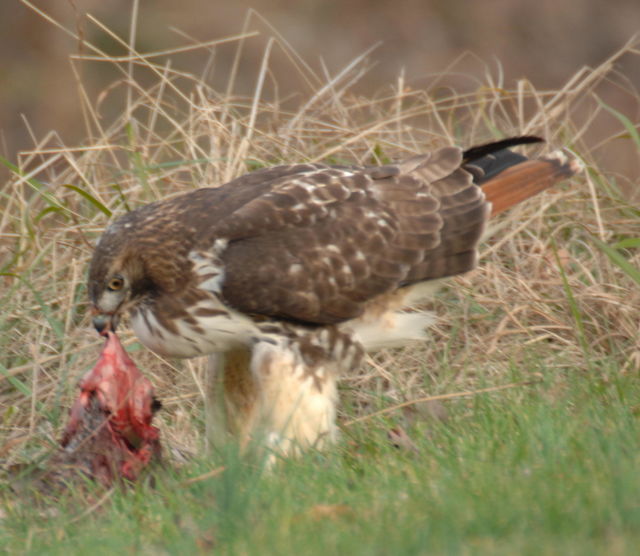 Red-tailed Hawk