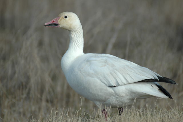 Snow Goose