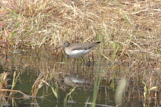Solitary Sandpiper