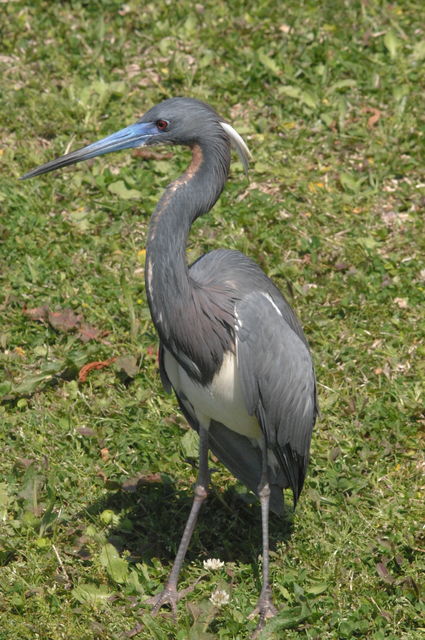 Tricolored Heron
