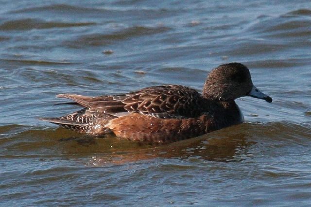 American Wigeons