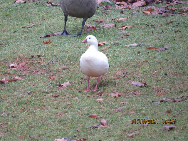 Ross's Goose