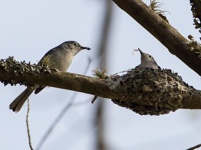 Blue-gray Gnatcatcher