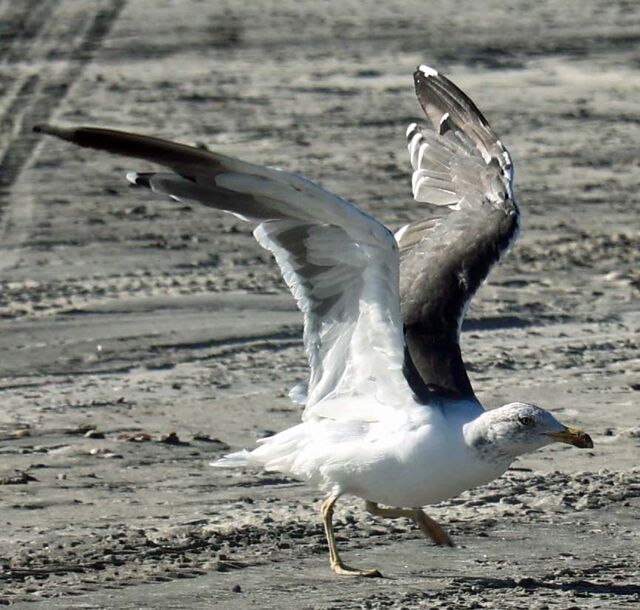 Lesser Black-backed Gull
