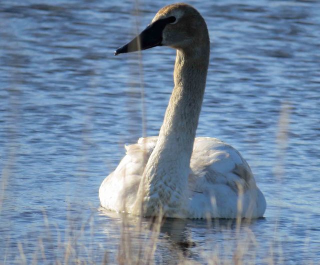 Trumpeter Swan