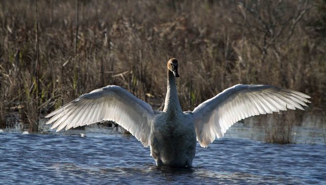 Trumpeter Swan
