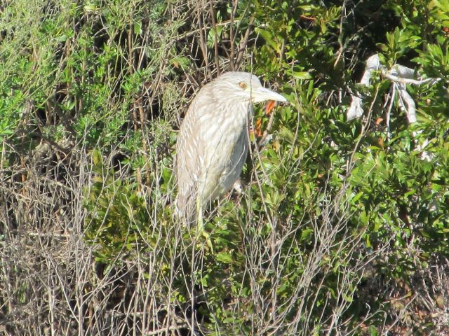 Black-crowned Night-Heron