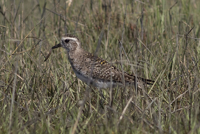 American Golden-Plover