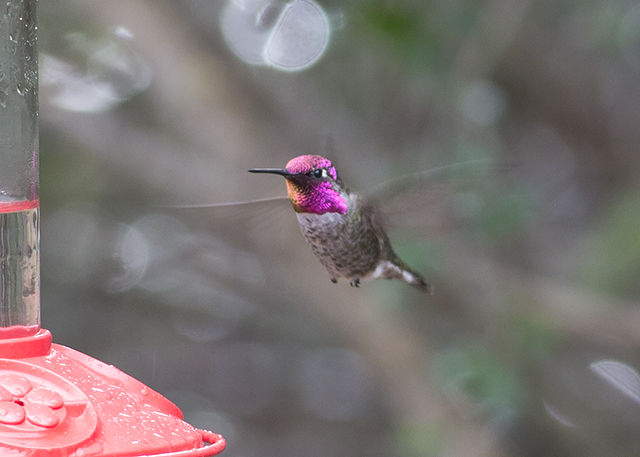 Anna's Hummingbird