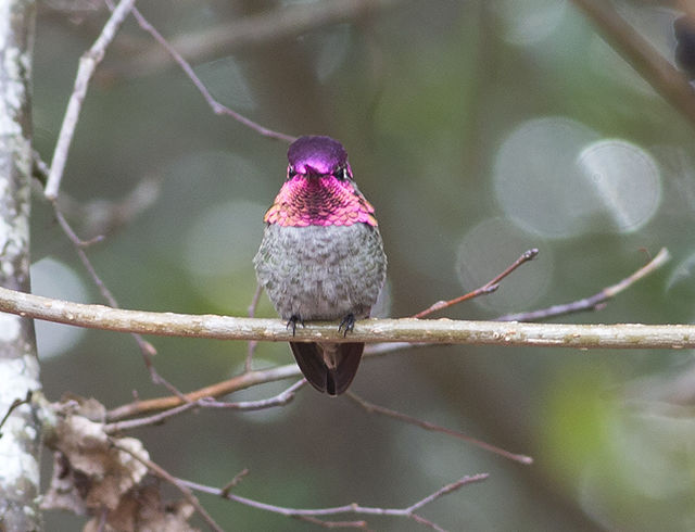 Anna's Hummingbird