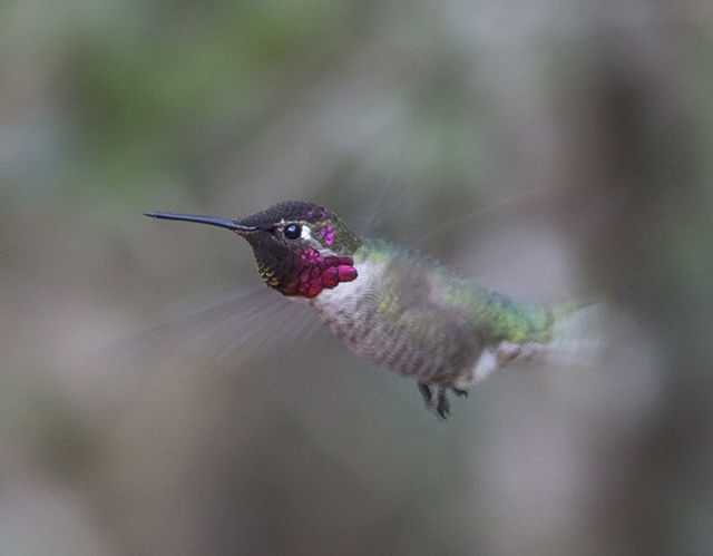 Anna's Hummingbird