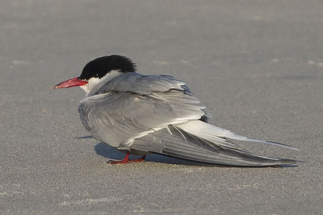 Arctic Tern