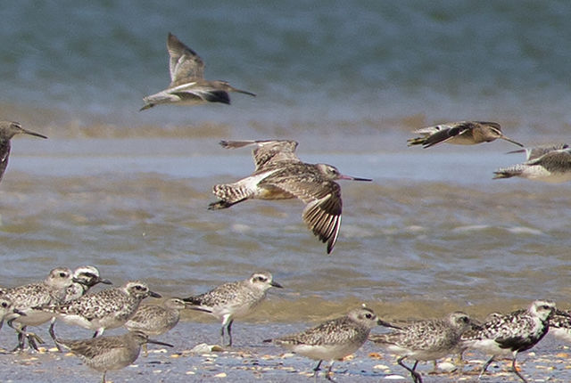 Bar-tailed Godwit