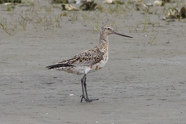 Bar-tailed Godwit
