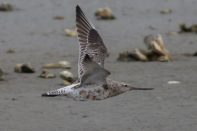Bar-tailed Godwit