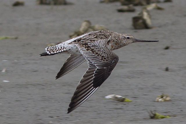 Bar-tailed Godwit
