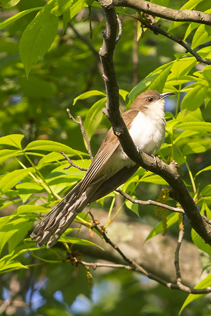 Black-billed Cuckoo