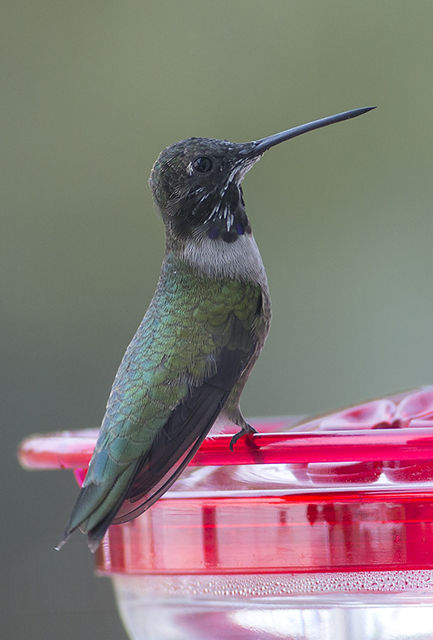 Black-chinned Hummingbird