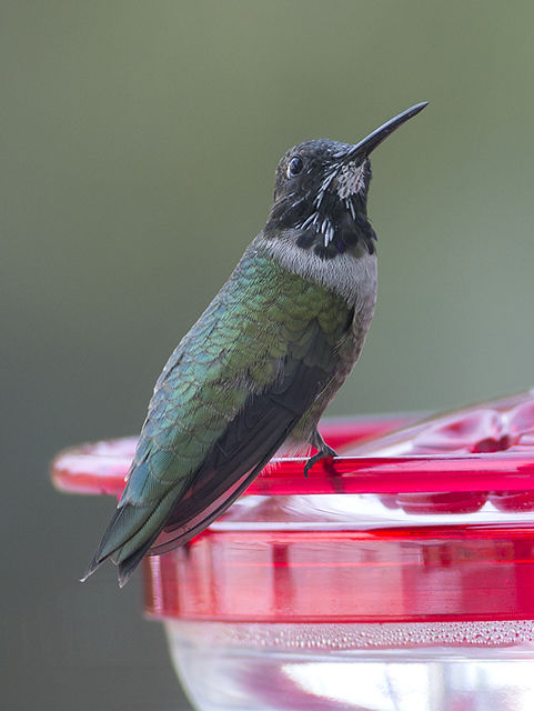 Black-chinned Hummingbird