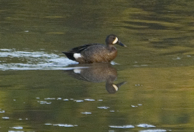 Blue-winged Teal
