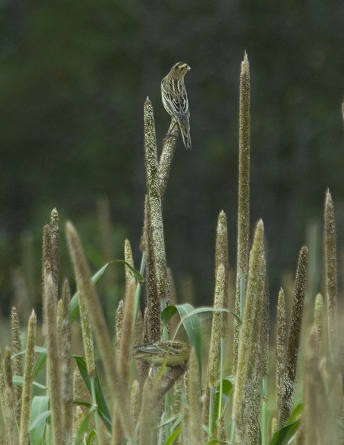 Bobolink