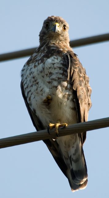 Broad-winged Hawk