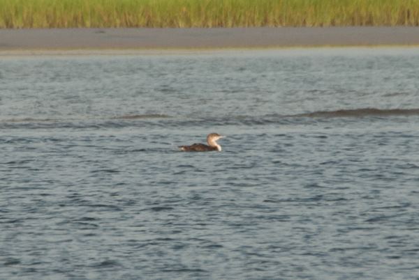 Common Loon