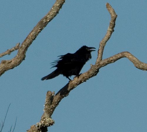 Common Raven