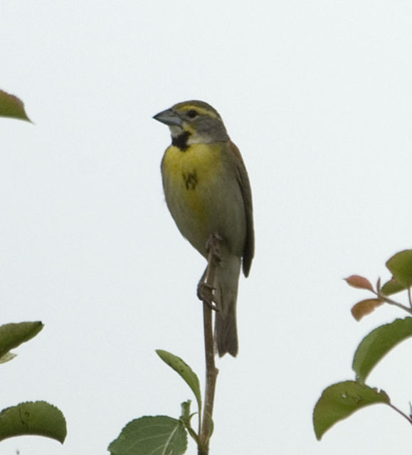 Dickcissel