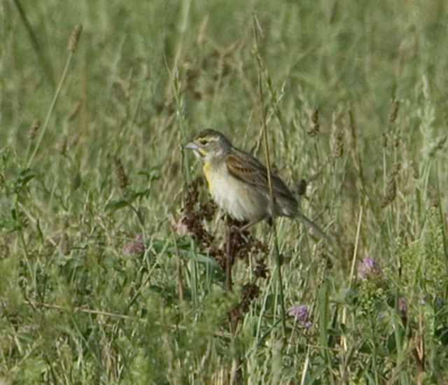 Dickcissel