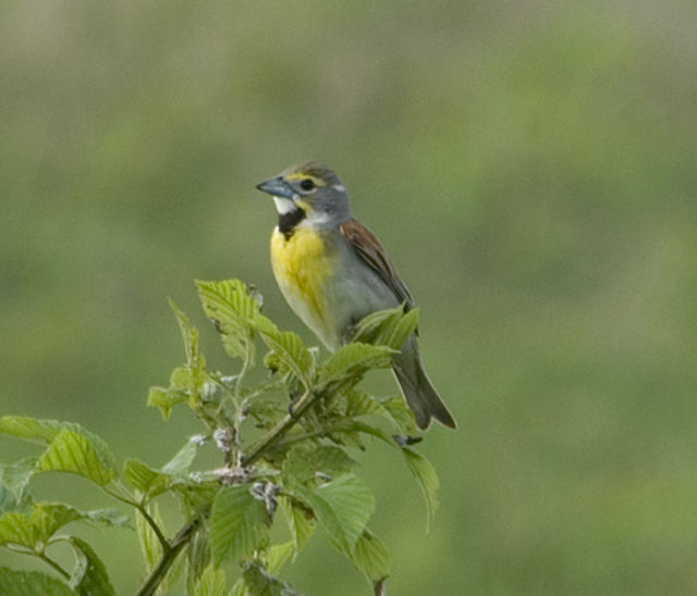 Dickcissel