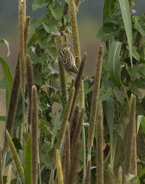 Dickcissel