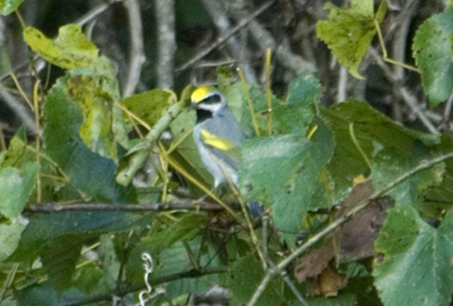 Golden-winged Warbler