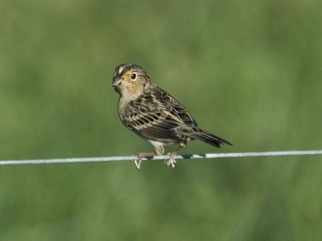 Grasshopper Sparrow