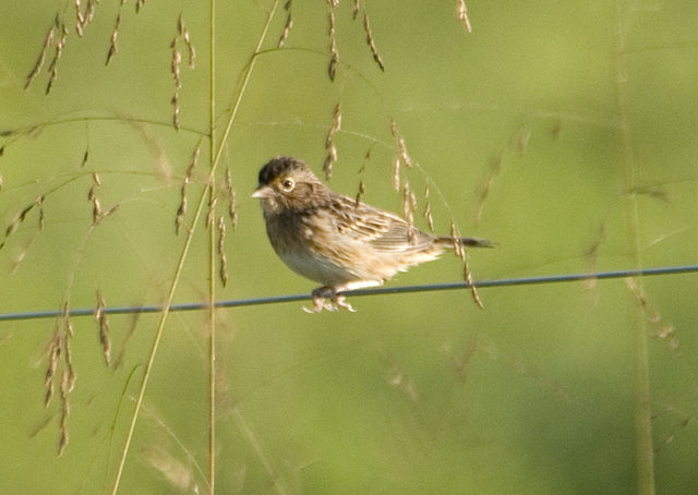 Grasshopper Sparrow