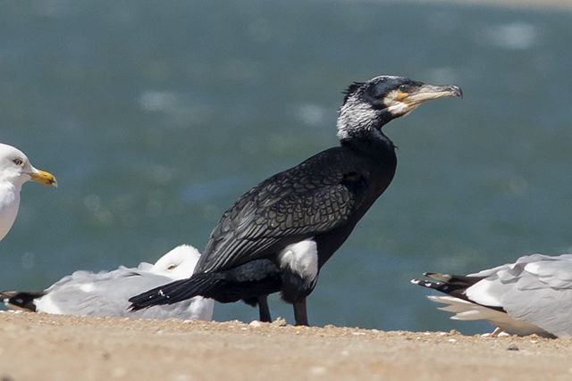 Great Cormorant