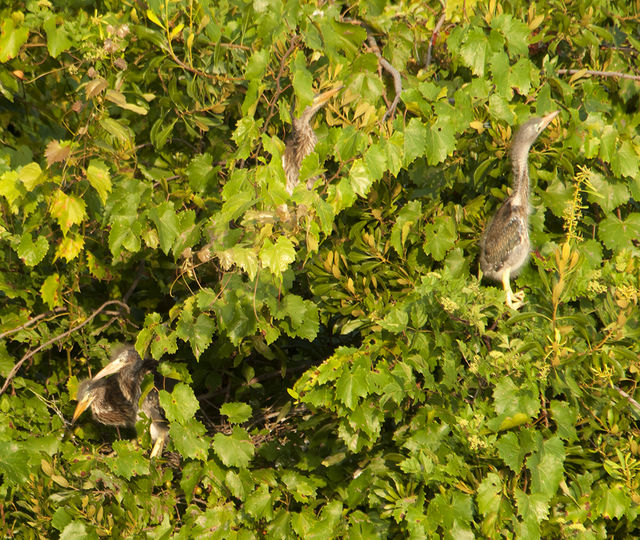 Green Heron