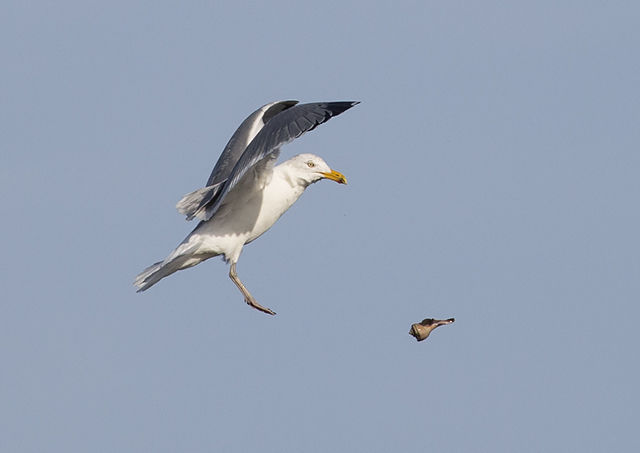 American Herring Gull