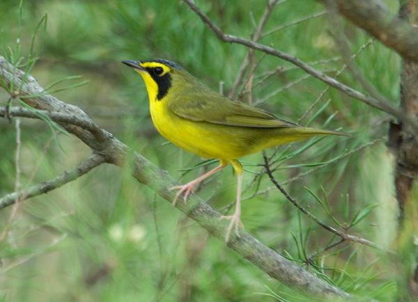 Kentucky Warbler