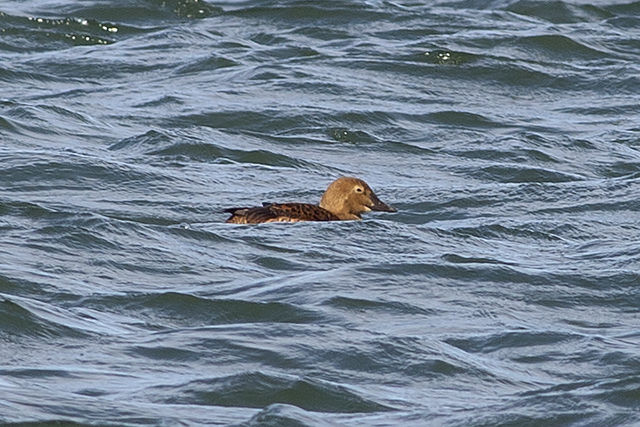 King Eider