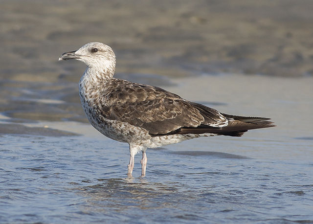 Lesser Black-backed Gull