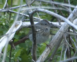 Lincoln's Sparrow