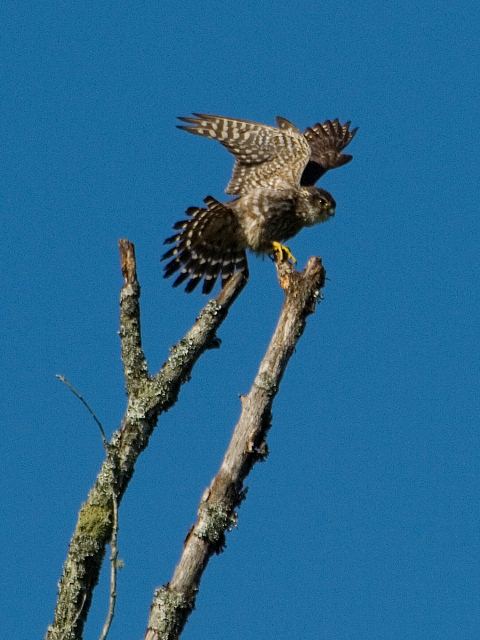 Merlin