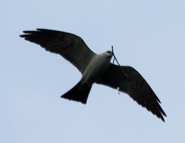 Mississippi Kites