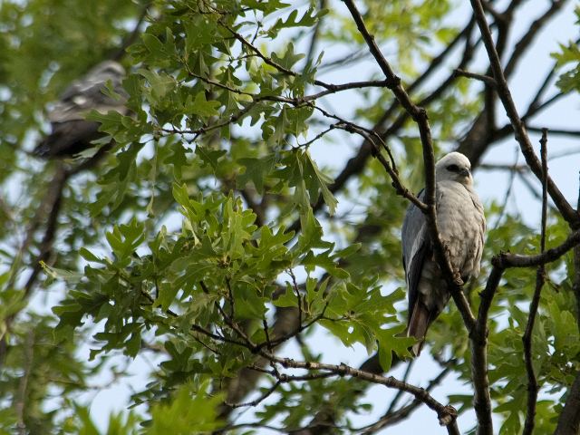 Mississippi Kites