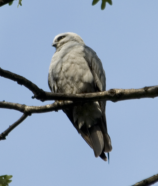 Mississippi Kites