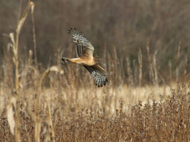 Northern Harrier